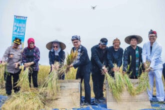 Bima Arya Memimpin Panen Raya Padi Organik di Agro Eduwisata Organik Aewo