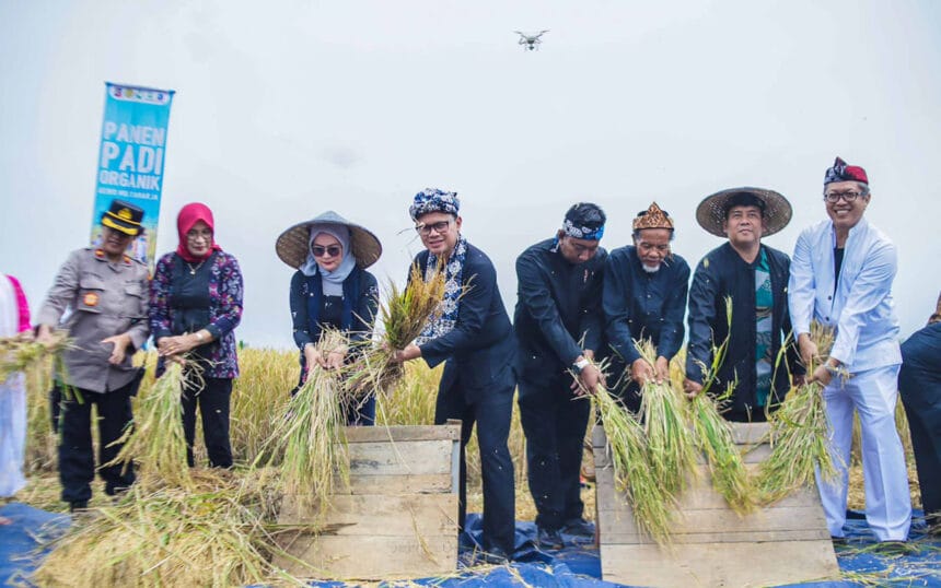 Bima Arya Memimpin Panen Raya Padi Organik di Agro Eduwisata Organik Aewo