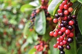 Buah sadipe. (Foto : Lemonilo)