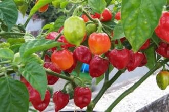 Cabai habanero. (Foto : KordaNews)