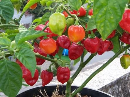 Cabai habanero. (Foto : KordaNews)