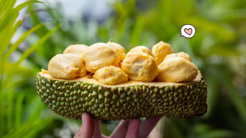 Cempedak. (Foto : Orami)