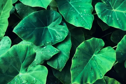 Daun talas. (Foto : Hypeabis)