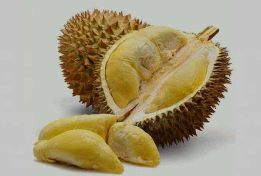 Durian Montong Linimassa