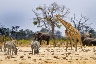 Hari Konservasi Satwa Liar Sedunia. (Foto : Brite Indonesia)