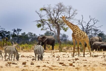 Hari Konservasi Satwa Liar Sedunia. (Foto : Brite Indonesia)