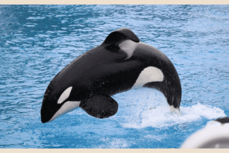 Hari Konvensi Ikan Paus Internasional. (Foto : Roboguru)