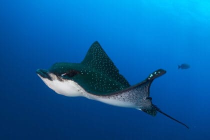 Ikan pari merupakan spesies unik. (Foto : Penjaga Laut(