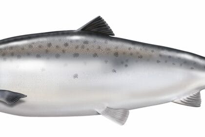 Salmon, ikan yang bermigrasi. (Foto : SalmonHu)