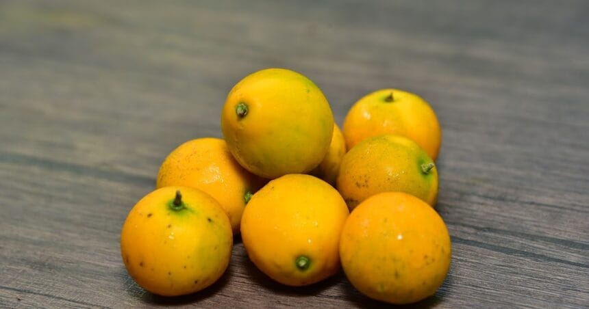 Jeruk kimkit. (Foto : On My Way)