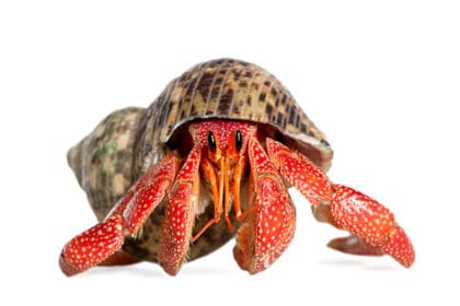 Bermain dengan kelomang. (Foto : iStock)