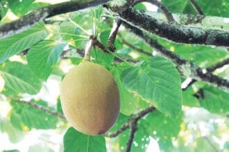 Kepayang, buah yang bikin mabuk. (Foto : Trubus)