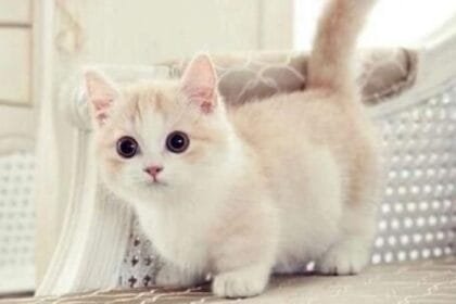 Kucing peliharaan Nabi. (Foto : Faunafella)