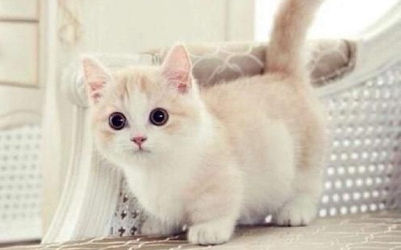 Kucing peliharaan Nabi. (Foto : Faunafella)