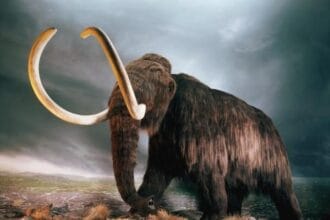 Mammoth (Foto : National Geographic Indonesia)