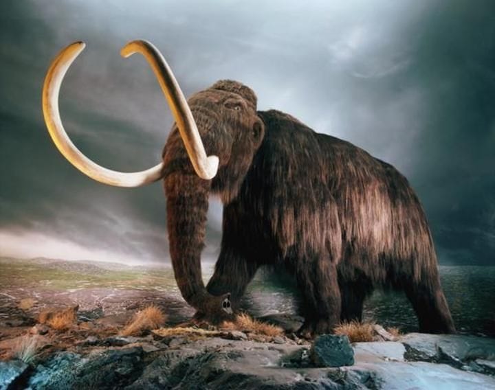 Mammoth (Foto : National Geographic Indonesia)