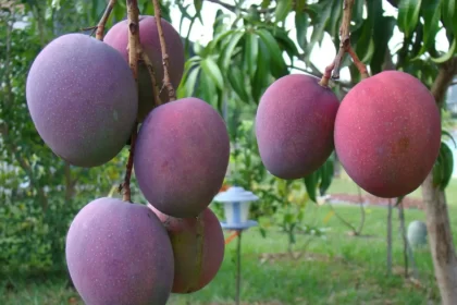 Mangga Irwin. (Foto : TanamanMart)