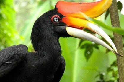 Burung Rangkong. (Foto : Mara River Safari Lodge)
