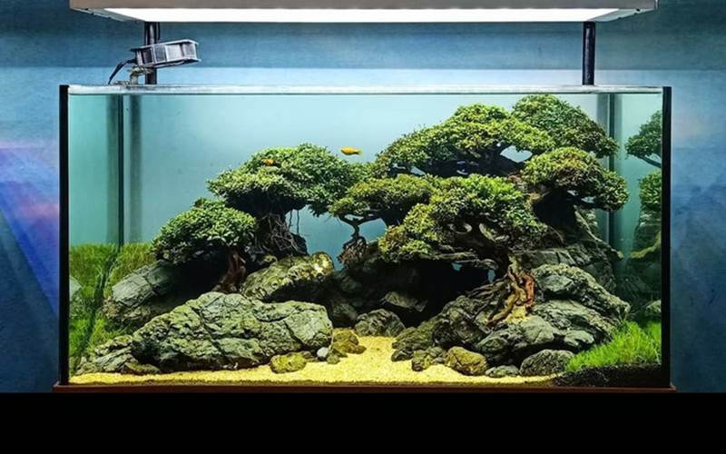 Aquascape/ (Foto : Bisnis.com)