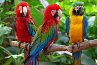 Burung macaw asli Meksiko. (Foto : Direktori Hewan)