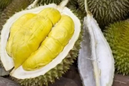 Durian Musang King. (Foto : Sisi Jabar)