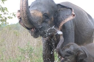 Gajah Sumatera Elephas Maximus Sumatranus