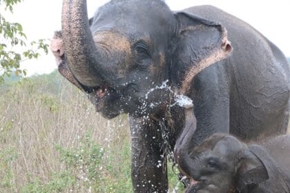 Gajah Sumatera Elephas Maximus Sumatranus