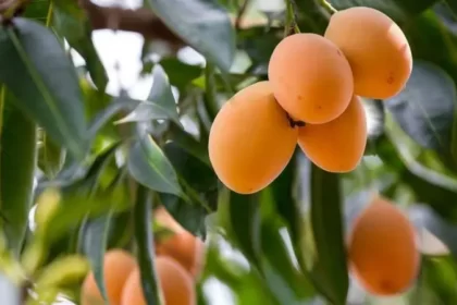 Gandaria. (Foto : Liputan6)