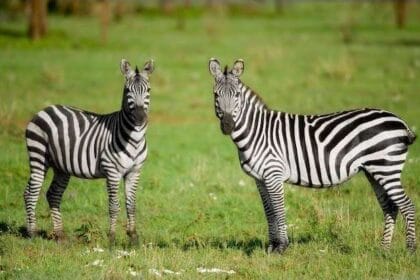 Hari zebra internasional. (Foto : RRI)