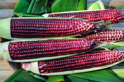 Jagung Ungu. (Foto : Yoona)