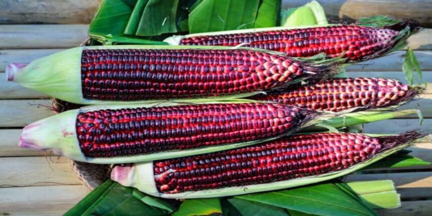 Jagung Ungu. (Foto : Yoona)