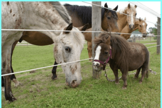 Kuda poni. (Foto : Pinterest)