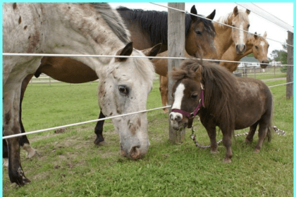 Kuda poni. (Foto : Pinterest)