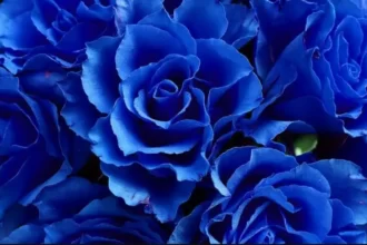 Mawar warna biru. (Foto : Flower Advisor)