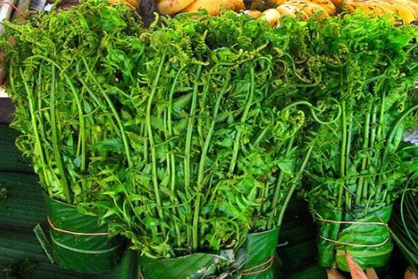 Pakis Sayur (Foto : Satu Harapan)