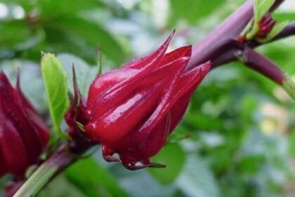 Roseal diolah sebagai teh. (Foto : Tokopedia)