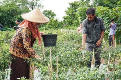 TPID Kota Bogor Panen Cabai Merah Besar dan Keriting
