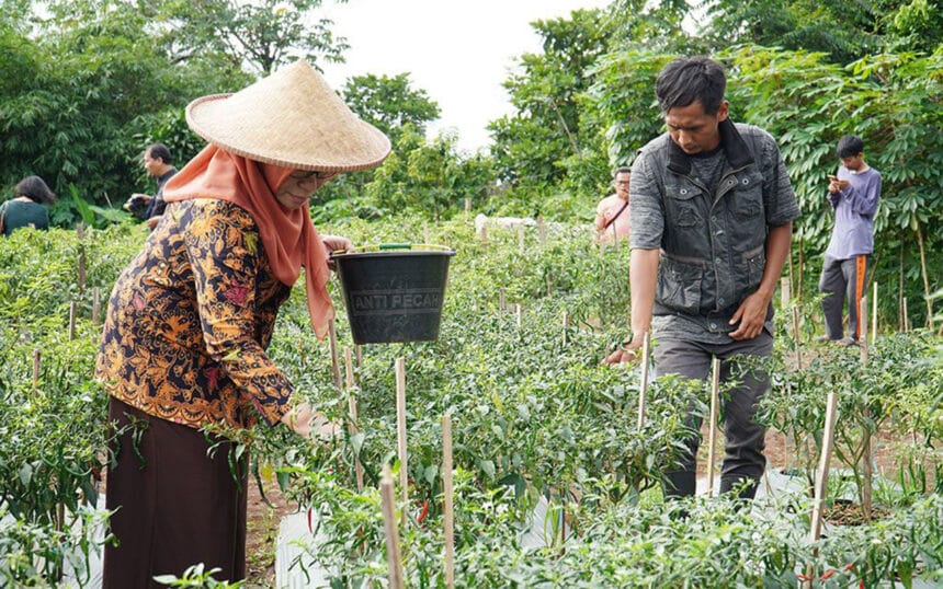 TPID Kota Bogor Panen Cabai Merah Besar dan Keriting