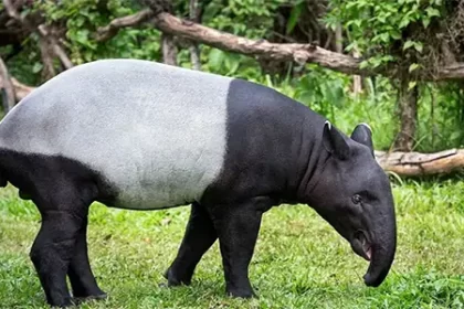Tapir. (Foto : Faunatis)