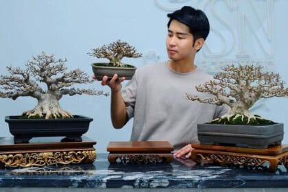 Bonsai. (Foto : DetikHOT)
