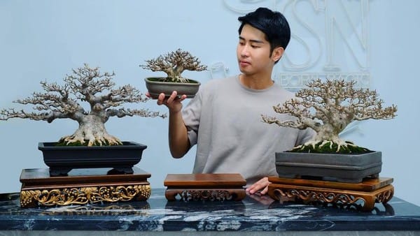 Bonsai. (Foto : DetikHOT)