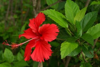 Bunga sepatu (Foto : Jenis.net)