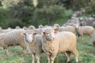 Domba merino. (Foto : Agro Industri)