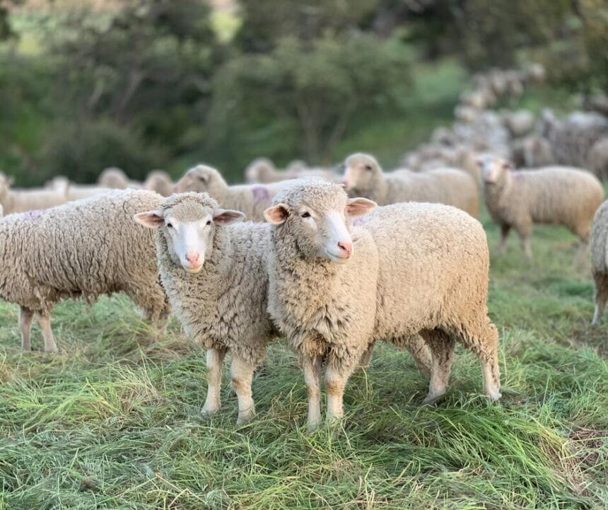Domba merino. (Foto : Agro Industri)