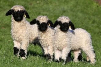 Domba Shaun the Sheep (Foto : Pikiran Rakyat).