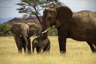 Gajah (Foto : Grid Kids)