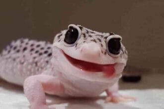 Gecko (Foto : Kompasiana)