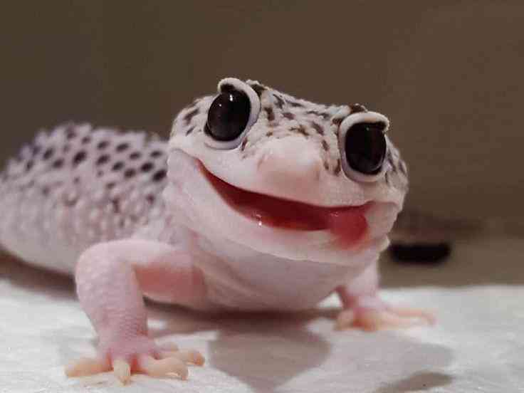 Gecko (Foto : Kompasiana)