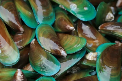 Kerang (Foto : Universitas Airalngga)