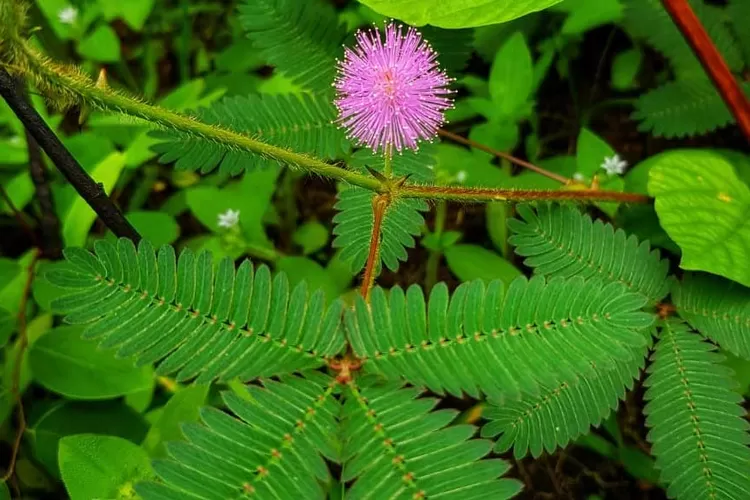 Putri Malu (Foto : Kabar Alam).